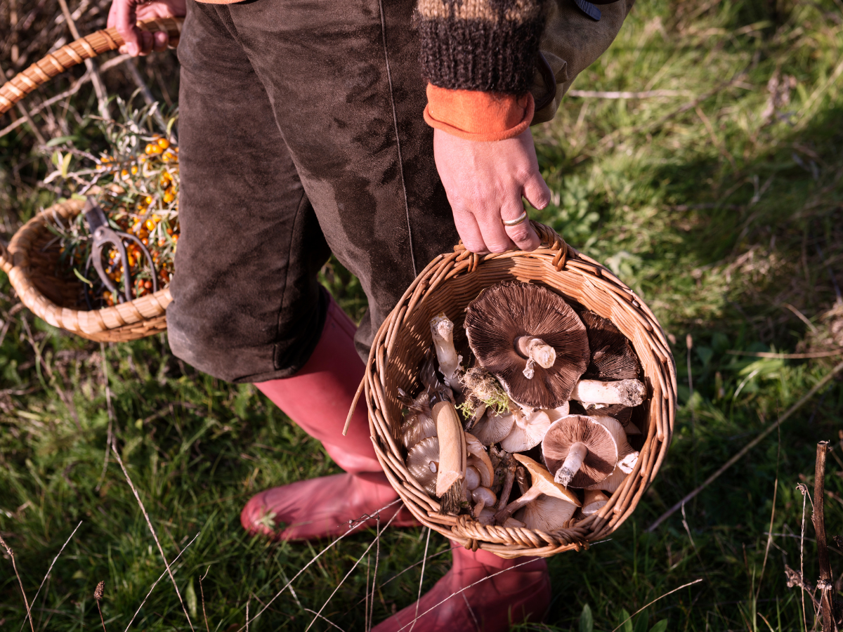 plant foraging